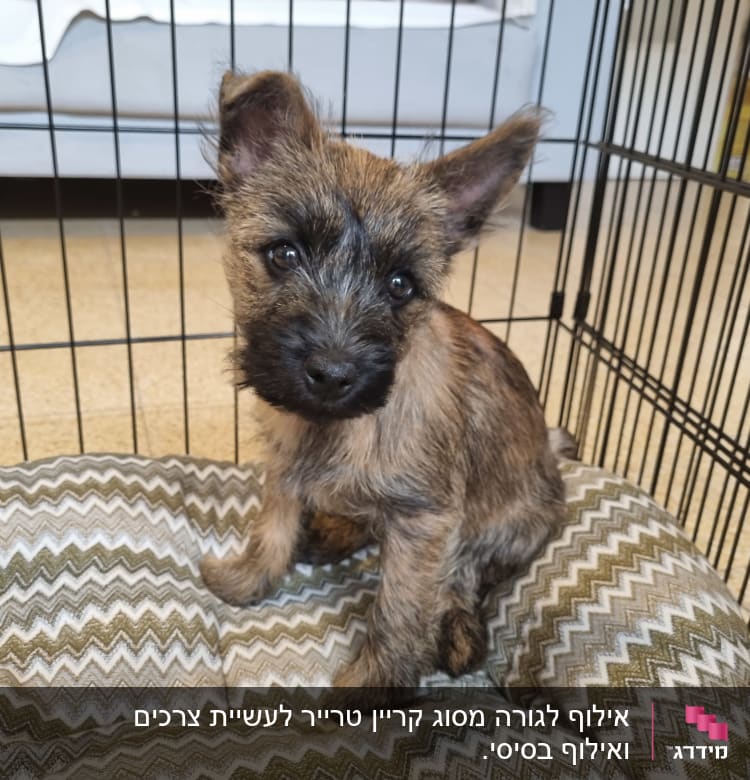 גור כלבים בכלוב אילוף על מיטה מרופדת